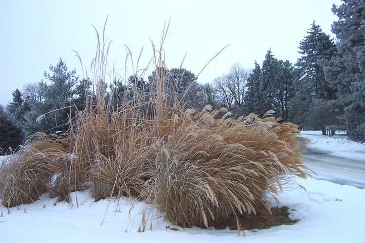 Hoar Frost 11