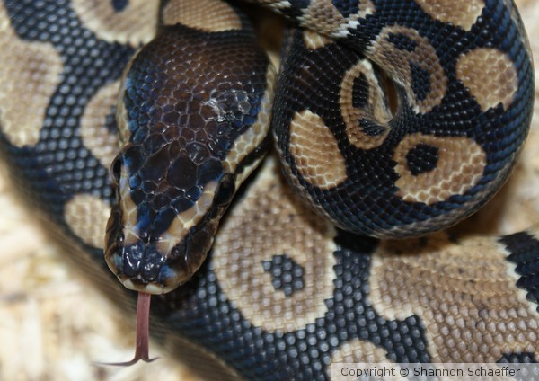 snake