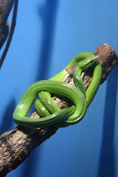 Snake