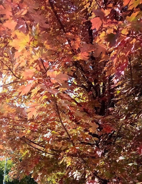 A Tree For Autumn photo 2025