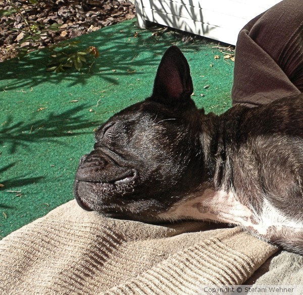 it's hard to be a dog