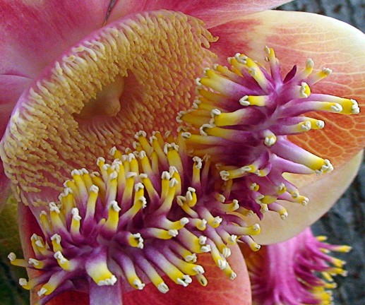 Flower the artist