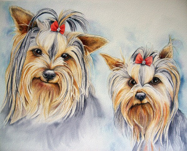 Two Yorkies