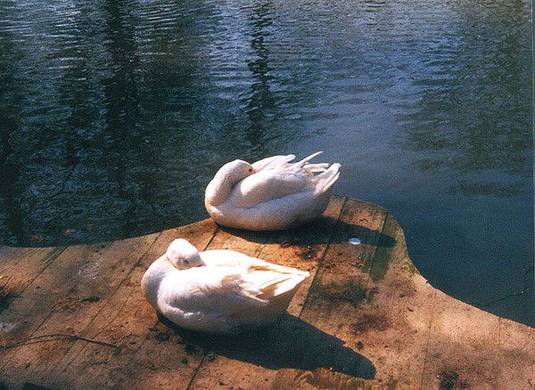 The Swans
