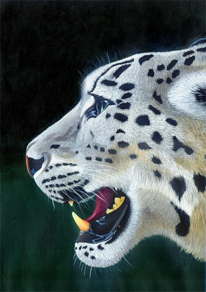 Snow leopard portrait acrylic