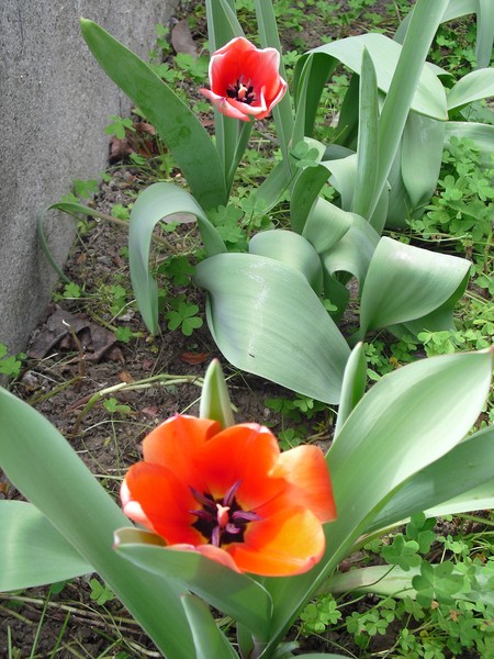 First Tulips