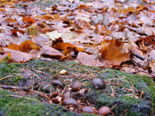Fallen Leaves