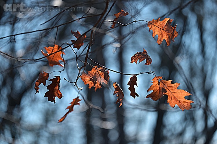 Autumn Impression