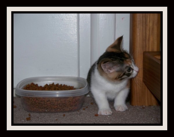 7 Kittens Series