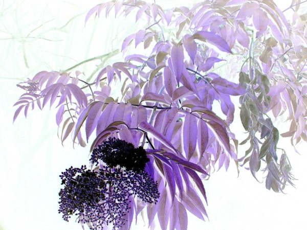 Mystical Branch - Altered art Photography