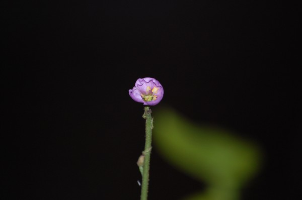 Filliformis Flower