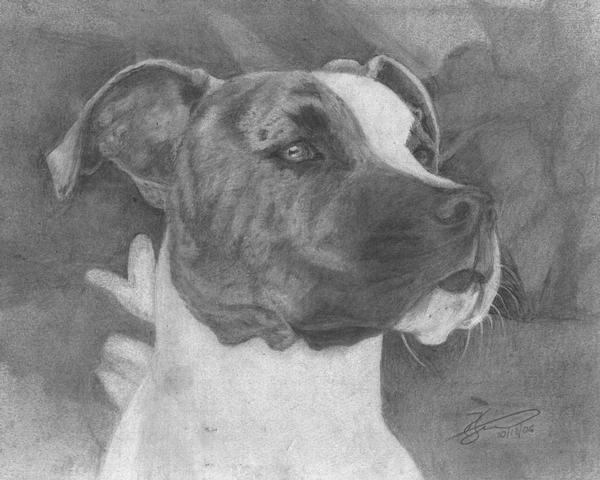 portrait of dog
