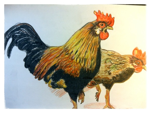 Roosters