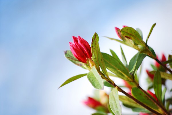 Azalea 
