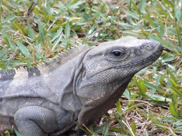 Iguana