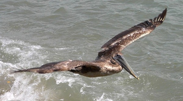 Pelican in flight