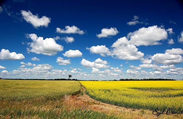 fields collide
