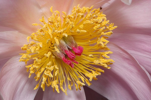 peony macro