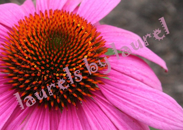 Cone Flower (Echinacea)