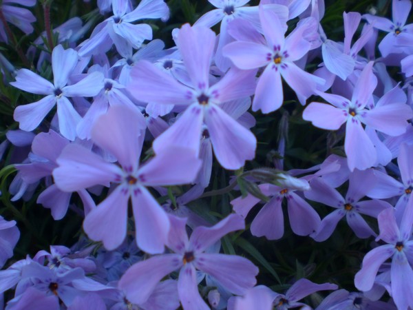 Blooming_Phlox_2