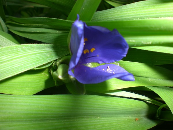 grassy_plant_2