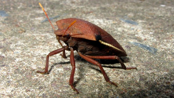 Bug001 copy
