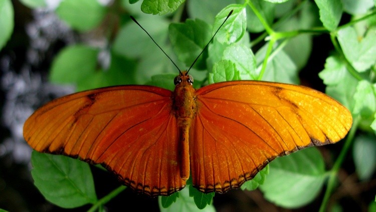 Butterfly 002 1366x768
