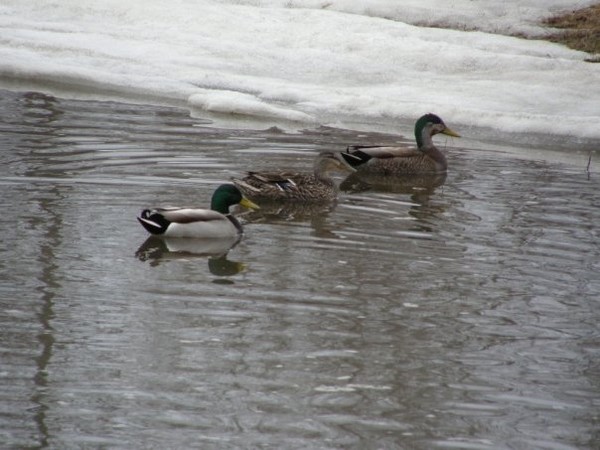 menage a trois