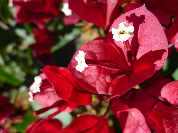 Bouganville 1