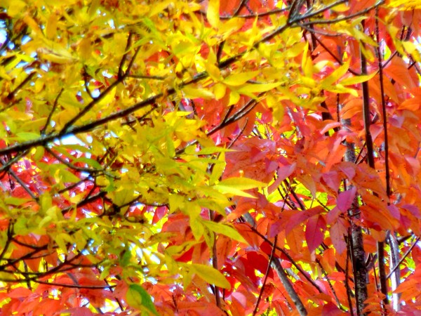 A Mix Of Color