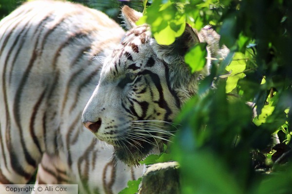 White Tiger