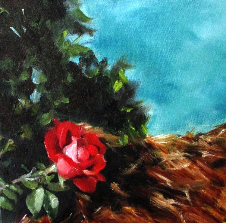 knockoutrose