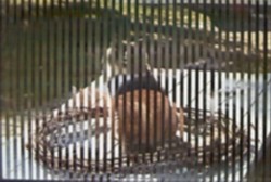 TWO CATS