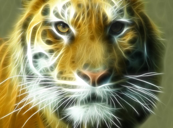 Big Cat Big Stripes
