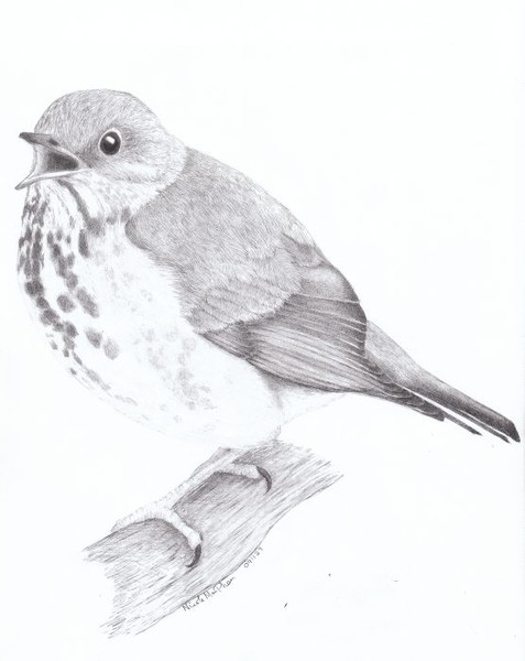 Hermit Thrush