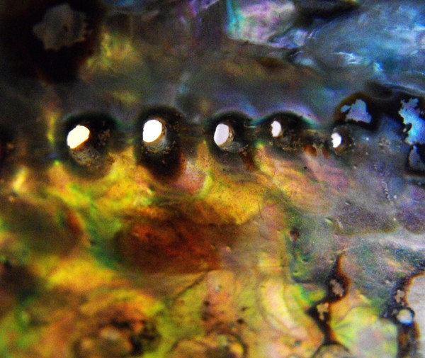 Sea Shell