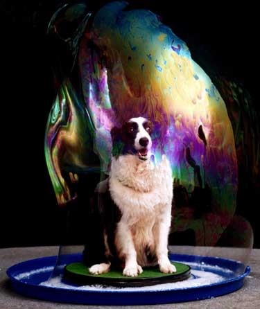 bubble dog