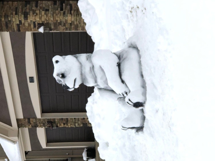 Polar Bear 2019