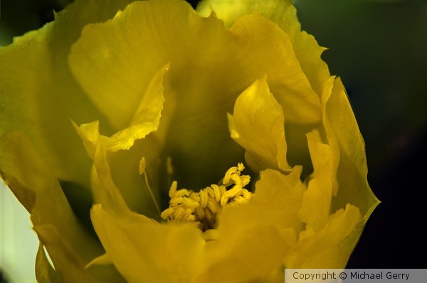 Cactus Flower #3