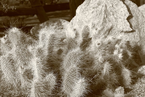 Yucca Valley Image 10