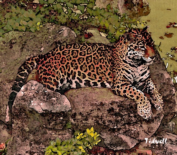Leopard on Rock