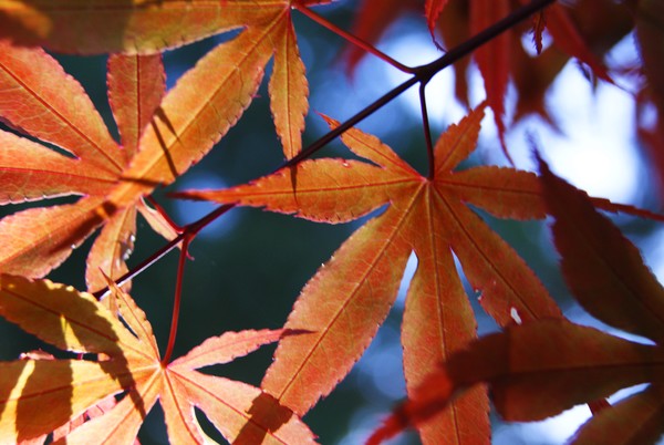 Red Leaf Maple