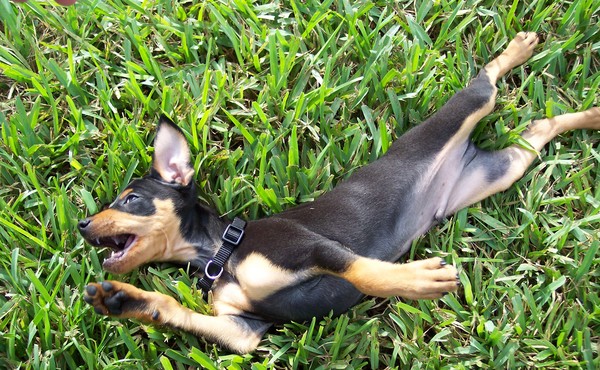 Dogs Life