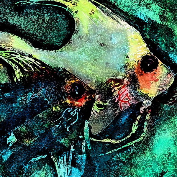 Angelfish