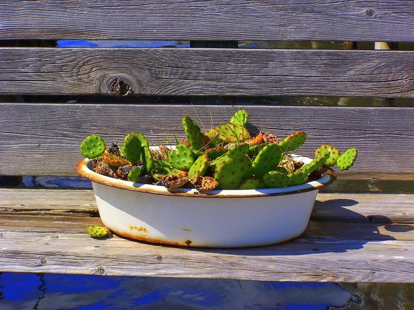seashore still life