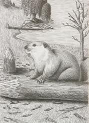 Beaver