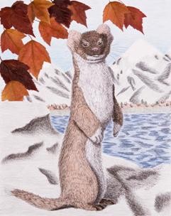 Weasel