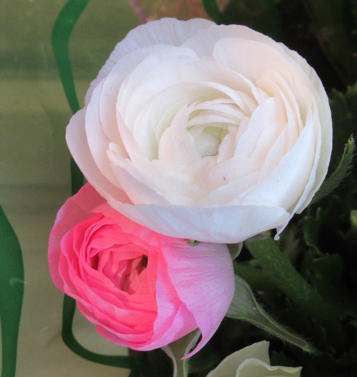 THANK YOU, DEAR FRIENDS !!!