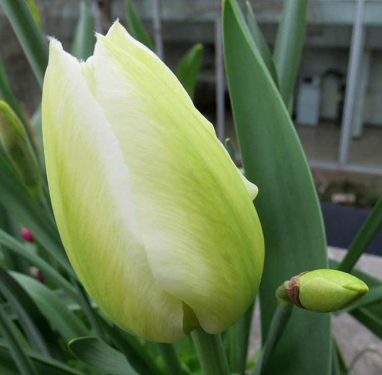WHITE TULIP