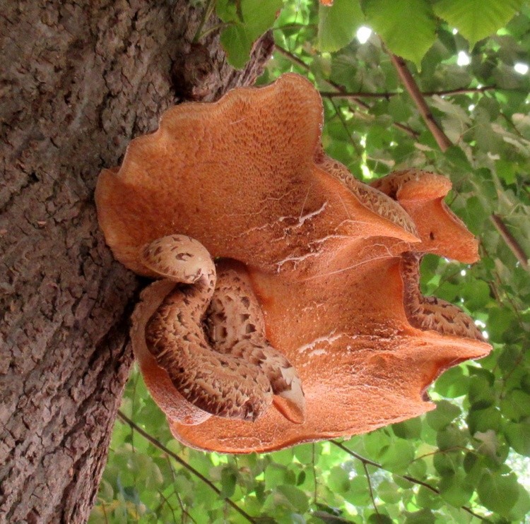 FUNGUS